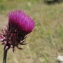 The Canadian thistle is invasive but attractive.<br />					