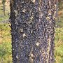 Pines under attack by borers exude sap through the holes in defense. With global warming, this pattern is becoming very common and a high proportion of the forest is dying.<br />					