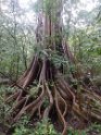The ficus trees are fascinating. They germinate in the forest canopy, send their roots down to the ground and eventually choke their host tree. The buttress configuration provides physical stability in the thin soil.