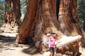 There are dozens of Sequoia groves in California and only a handful in the National Park. The others often provide a more intimate experience.