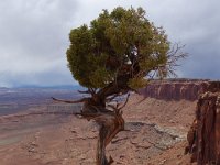 9sw  Canyonlands National Park was at least as spectacular. We found corkscrew trees throughout the trip.