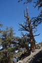 The Bristlecones are a millennium older than the Giant Sequoia trees