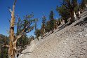 Bristlecone pines grow  at  9,000 to over 11,000 feet