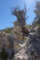 The oldest trees grow on dolomite, an alkaline calcareous, low nutrient soil