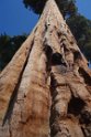The Sequoia feature very thick bark, high in tannen