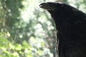 A curious (hungry) raven