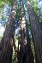 Muir Woods National Monument protects coastal Redwoods