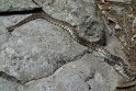 We encountered a couple Western Diamond-Backed rattlesnakes
