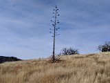 The flower stalk of the agave takes decades to mature, hence the name 
