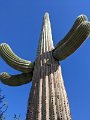 The saguaro (sa-WAH-ro) grows only in the Sonoran desert and dominates the landscape