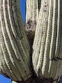 Cactus wrens and others build nests amongst the spines. Woodpeckers, flickers, etc., drill holes.