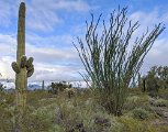 We drove to Ajo through a hard rain! The green leaves on the ocotillo bush will disappear in days. The Sonoran desert gets rain in summer and winter, unlike the Chihuahuan and Mojave