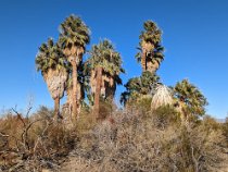 14fan palms In the Mohave, rain water flowing underground down the mountain sides is sometimes interrupted by a geologic fault and is forced to the surface. In these areas,...