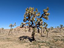 4joshua The weather was more favorable on the following days and we got a closer look at the unusual trees. When the explorer and politician John C. Fremont first...