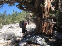 Finally on the trail, we climb through the zone of Ponderosa Pines and beautiful, gnarly Incense Cedars.