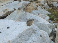 A rare opportunity to photograph two pikas. These little guys live in rick scree at high altitudes.