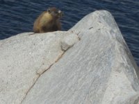 A marmot looks us over from the lakeshore.