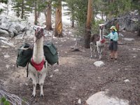 We sometimes heard bells on the trail and the "llama lady" would appear. Each llama carries 60 pounds.